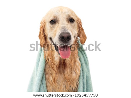 Cute wet golden retriever dog wearing in towel after washing isolated on white background