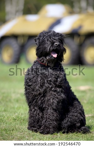 Black Russian Terrier (BRT or Stalin's dog), and war machine BTR Royalty-Free Stock Photo #192546470