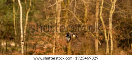 Panorama of buzzard, bird of prey flies in the air and hunts for food. Majestic brown-feathered buzzard with a forest background. Cover, web banner of social media.