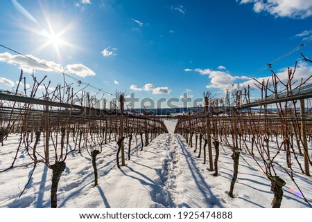 Beautiful winter hiking path near the resort Bermatingen at Lake Constance