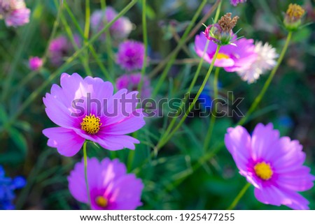 Close up purple cosmos flower are blooming in garden, and blur image of bokeh of tree green and cosmos flower color background.