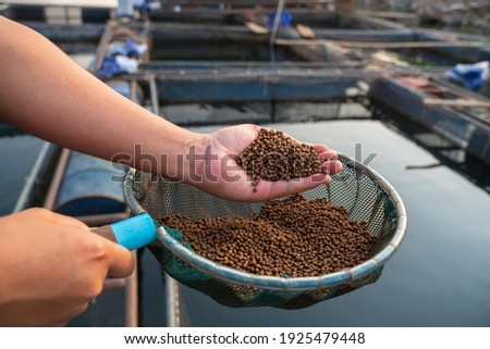 Aquaculture farmers hand hold food for feeding fish in pond in local agriculture farmland.Fish feed in a hand at fish farm Royalty-Free Stock Photo #1925479448