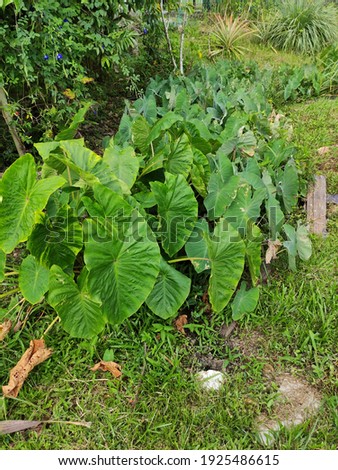 picture of taro plant or known as elephant ear plant grows well in the garden