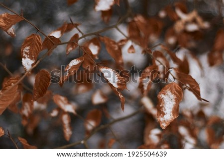 Autumn golden orange leaves. Seasonal change of weather. Winter and snow. Beautiful natural background.