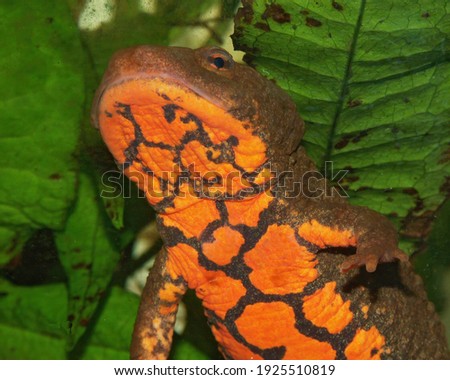 Closeup on the belly side of an aquatic  female of the Tam Dao newt , Paramesotriton deloustali