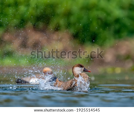Red Crested Pochard_Female sprinkling water in the oxbow lake of Purbasthali Bird Sanctuary, West Bengal, India. This photo may be used as a wallpaper or a front cover of any coffee table magazine