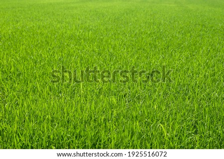 Green rice plant.Selective focus images the seedlings fields of rice plants.