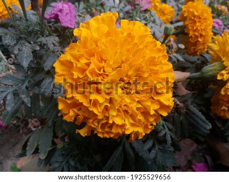 beautiful Marigold flower in the garden.
