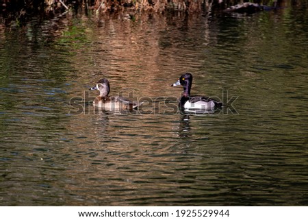 Ring neck duck swimming in the water