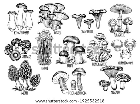set edible mushrooms Vector illustration drawn by hand, family of different mushrooms, graphic drawing with lines, cut truffle, porcini mushroom, shiitake and chanterelles isolated on white background Royalty-Free Stock Photo #1925532518