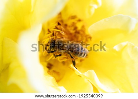 Wild bee collects nectar in a yellow rose.