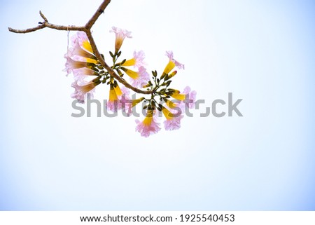 Pink trumpet tree or Tabebuia rosea on the sky background it blooms in a bouquet. A cluster at the end of the branch There are many small flowers They often bloom at the same time and fall easily.
