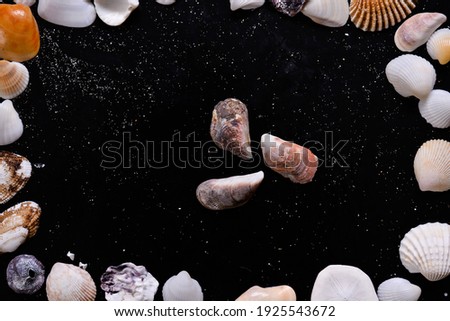 details of colorful sea shells placed on a black background. shells collected from the beaches of Thailand