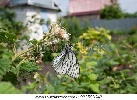 butterfly, white butterfly, garden, raspberry flower, green background, white butterfly in the garden on a raspberry flower