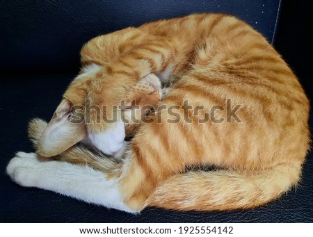 An orange stray cat rolling its body, covering its face and sleeping on the black leather couch.