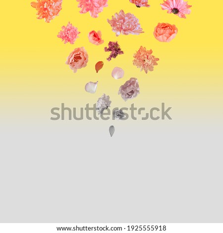 Pastel pink and orange flowers hover isolated on a yellow and gray background. Minimal, optimistic, spring blooming, celebration natural arrangement. Concept art.