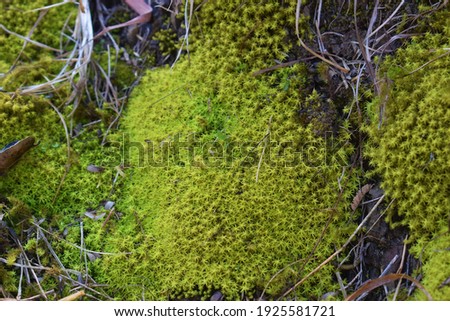 green grass growing in forest background