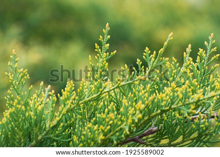 The beautiful fresh  yellow - green juniper branches  on the blurred green floral background. Blurred foreground