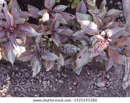 Young sprouts of purple basil grow outdoors in a vegetable garden.