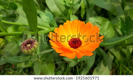 Beautiful Orange Calendula Flower. Blooming marigold flowers. Orange pot marigold. Orange calendula officinalis flowers