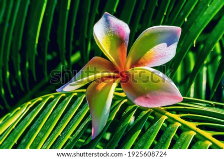 Colorful plumeria flower on vibrant foliage of palm tree. Close-up. 

