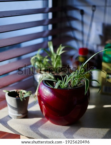 Small spider plant Chlorophytum comosum in a red pot with soft out of focus background inside next to window with blinds