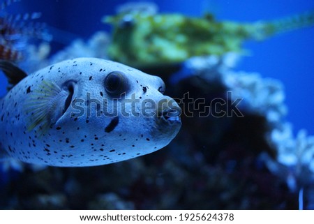 tropical predatory fish with large teeth swims in a marine aquarium