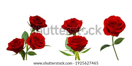 Bunch of rosy roses isolated on white  Royalty-Free Stock Photo #1925627465