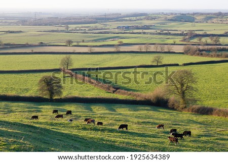 UK countryside with fields, hedgerows and a herd of cows. Aylesbury Vale, Buckinghamshire, UK Royalty-Free Stock Photo #1925634389