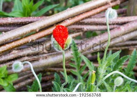 Poppy (Papaver rhoeas) buds with natural, green background and wooden sticks