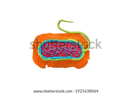 Plasticine eucaryotic cell isolated on white background with clipping path.