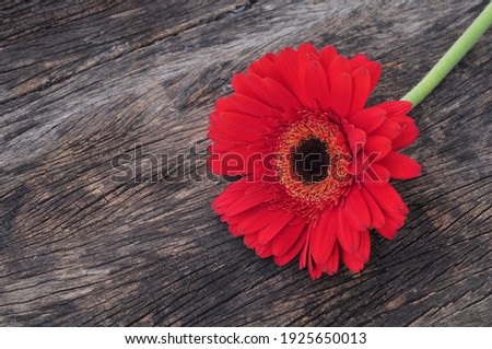 Red gerbera flower on wooden on natural daylight background.There is an empty space to put words on the left.