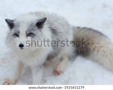 Japanese red fox resting, sleeping and playing in the white snow forest background in Japan