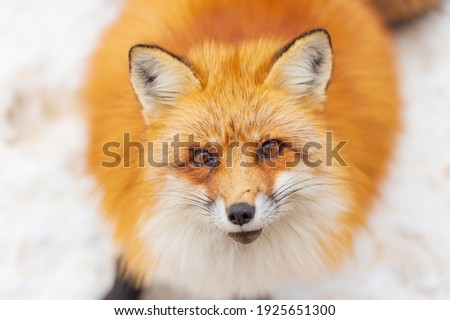 Japanese red fox resting, sleeping and playing in the white snow forest background in Japan