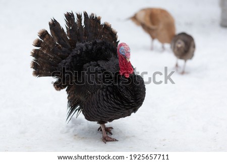 A beautiful black bird, a turkey with a loose tail, walks in the snow.
