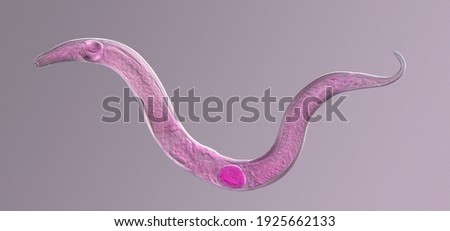 
Microscopic photograph of a nematode colored under a phase contrast microscope Royalty-Free Stock Photo #1925662133