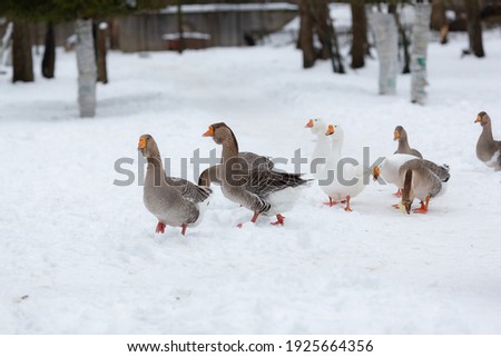 Gray and white geese walk in the snow at the farm. Beautiful bird.