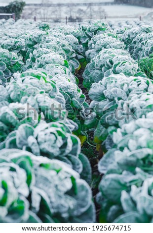 Frost on the cabbage plants in the cold season. A close up picture of a cabbage plants, out in the garden covered in ice. Late autumn or early winter landscape.