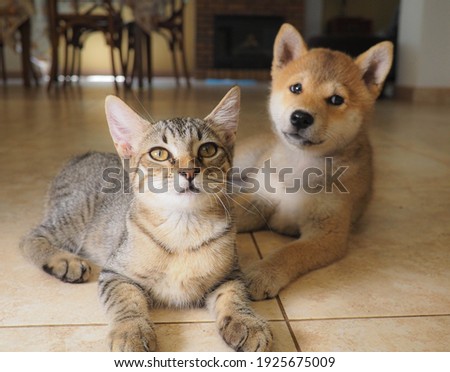 Shiba Inu puppy and his friend striped kitten
