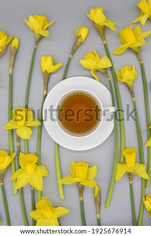 flat lay of illuminating yellow narcissus flowers and white porcelain cup of herbal tea in the middle. spring daffodils and beverage on ultimate gray background. modern floral arrangement, top view