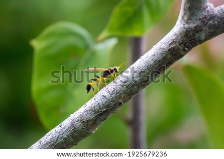 A Black potter wasp perching on a tree trunk Royalty-Free Stock Photo #1925679236