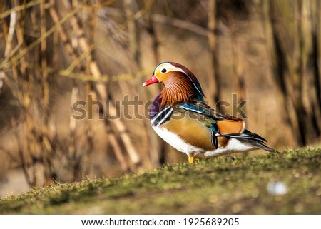 Portrait of mandarin duck male (Aix galericulata) standing on green grass. Blurred background. Selective focus.