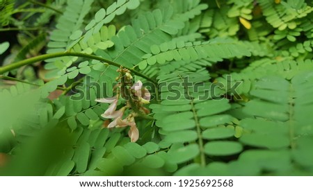 Pale Pink Abrus precatorius, or jequirity bean or rosary pea (or Saga Rambat in Indonesia) with Blurred Green Leaves Background and Foreground, is a herbaceous plant 