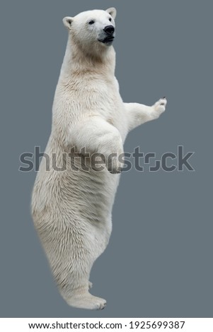 Polar Bear (Ursus maritimus) close up Royalty-Free Stock Photo #1925699387