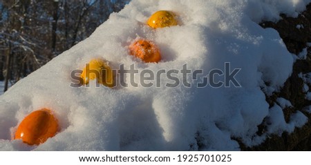 Yellow and orange Easter Eggs in Snow