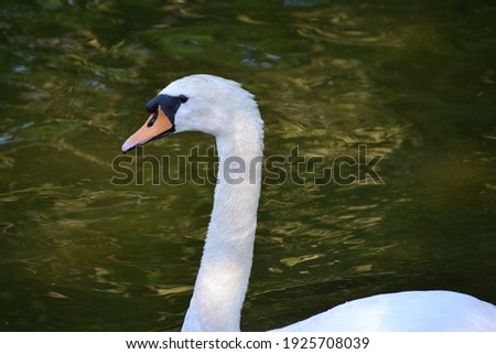 Portrait of a white swan in a zoo
