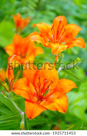 orange lily on a blurred background