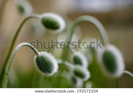 Poppy flower buds with water drops