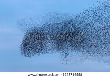 Large flock of starlings in the blue sky Royalty-Free Stock Photo #1925714558