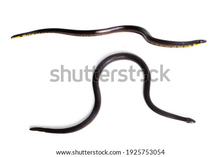 small black snake isolated on white background 